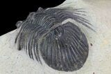 Platyscutellum Trilobite Fossil - Atchana, Morocco #96829-4
